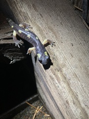 Ensatina eschscholtzii croceater