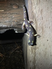Ensatina eschscholtzii croceater