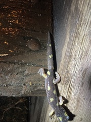 Ensatina eschscholtzii croceater