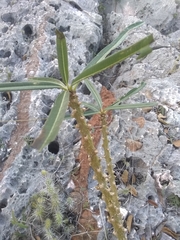 Plumeria tuberculata