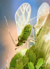 Hyperomyzus lactucae