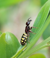 Thynnoidea