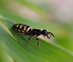 Thynnoidea
