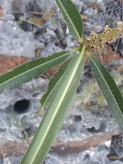 Plumeria tuberculata