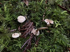 Hodophilus paupertinus