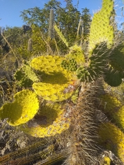 Consolea moniliformis