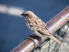Passer domesticus