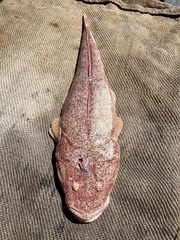 Platycephalus chauliodous