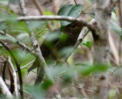 Cacomantis flabelliformis