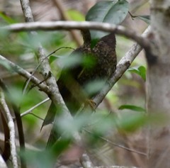 Cacomantis flabelliformis