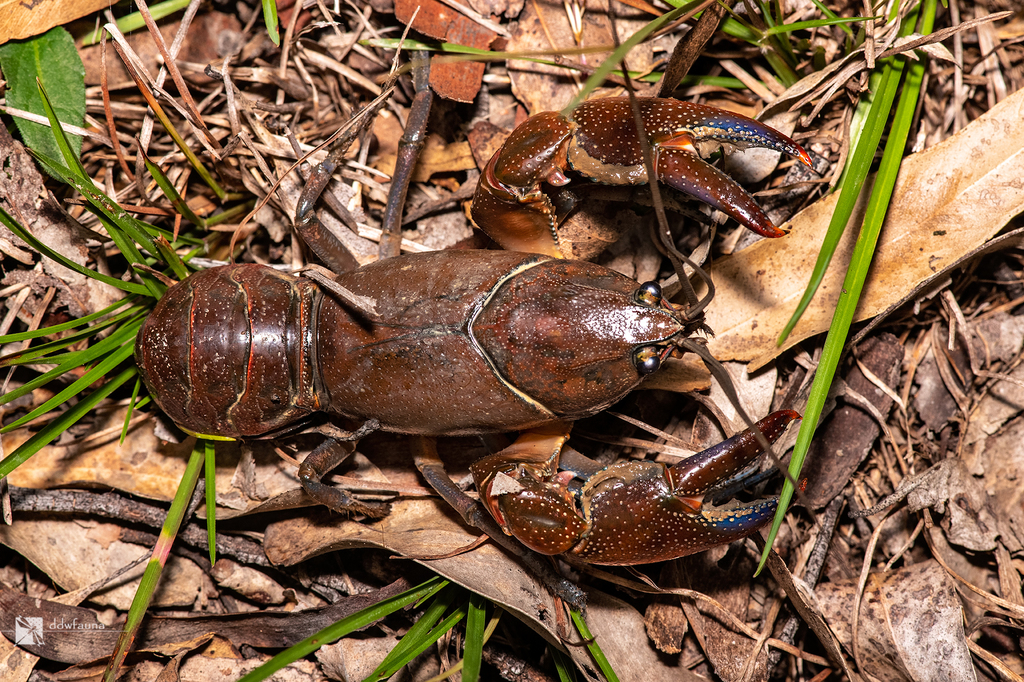 Cherax punctatus
