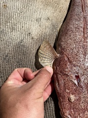 Platycephalus chauliodous