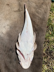 Platycephalus chauliodous