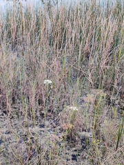 Tiedemannia filiformis image