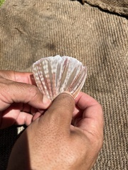 Platycephalus chauliodous
