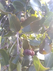 Sarcomphalus domingensis