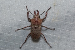 Cacostomus squamosus