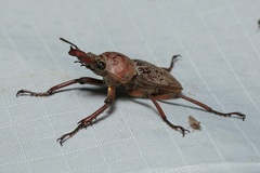 Cacostomus squamosus