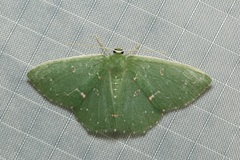 Prasinocyma iosticta