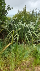 Phormium cookianum