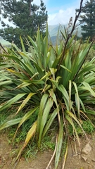 Phormium cookianum