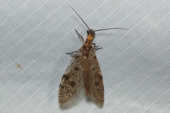 Archichauliodes guttiferus