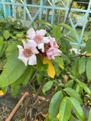 Strophanthus gratus