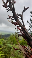 Phormium cookianum