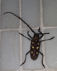 Batocera rubus