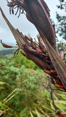 Phormium cookianum
