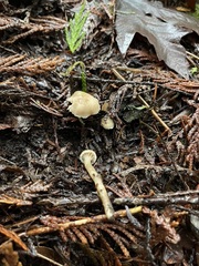 Hodophilus paupertinus