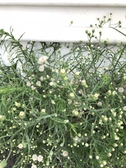 Erigeron bonariensis