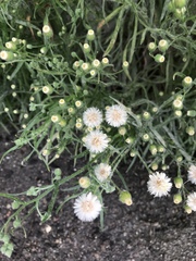 Erigeron bonariensis