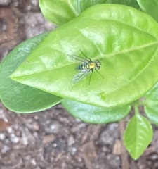 Condylostylus longicornis