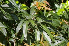 Elaeocarpus kirtonii