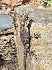 Laudakia tuberculata