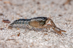 Tenuibranchiurus glypticus