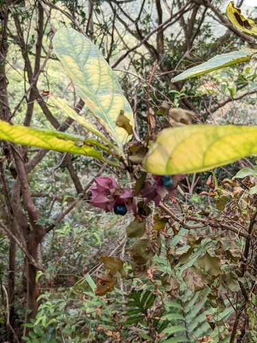 Image of Clerodendrum fortunatum by (c) portioid, some rights reserved (CC BY)
