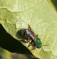 Pseudaugochlora