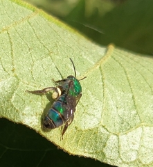 Pseudaugochlora