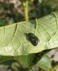 Pseudaugochlora