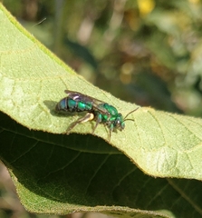 Pseudaugochlora