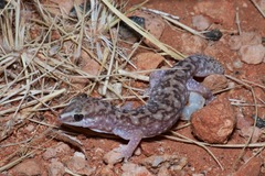 Burrow-Plug Gecko photo 2