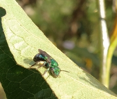 Pseudaugochlora