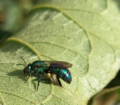 Pseudaugochlora