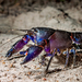 Cherax robustus - Photo (c) Damian White, some rights reserved (CC BY-NC), uploaded by Damian White