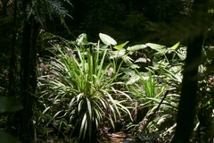 Helmholtzia glaberrima