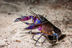 Cherax robustus