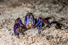Cherax robustus