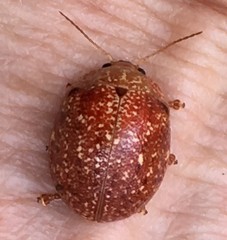 Paropsis variolosa